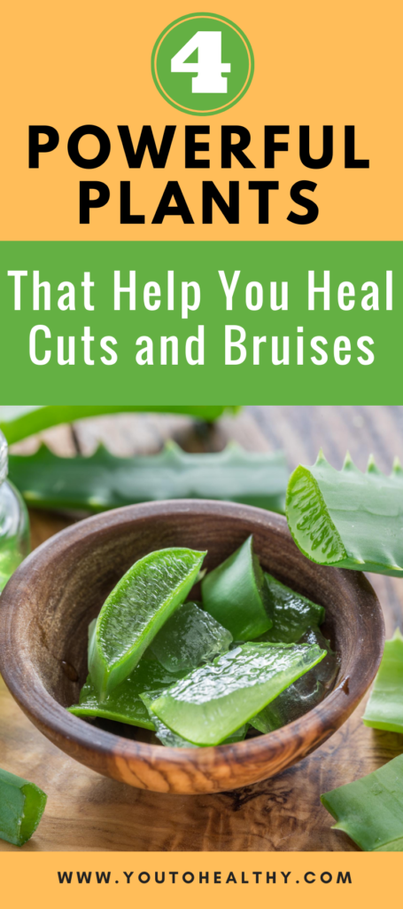 Learn about four powerful plants that help you heal cuts and bruises